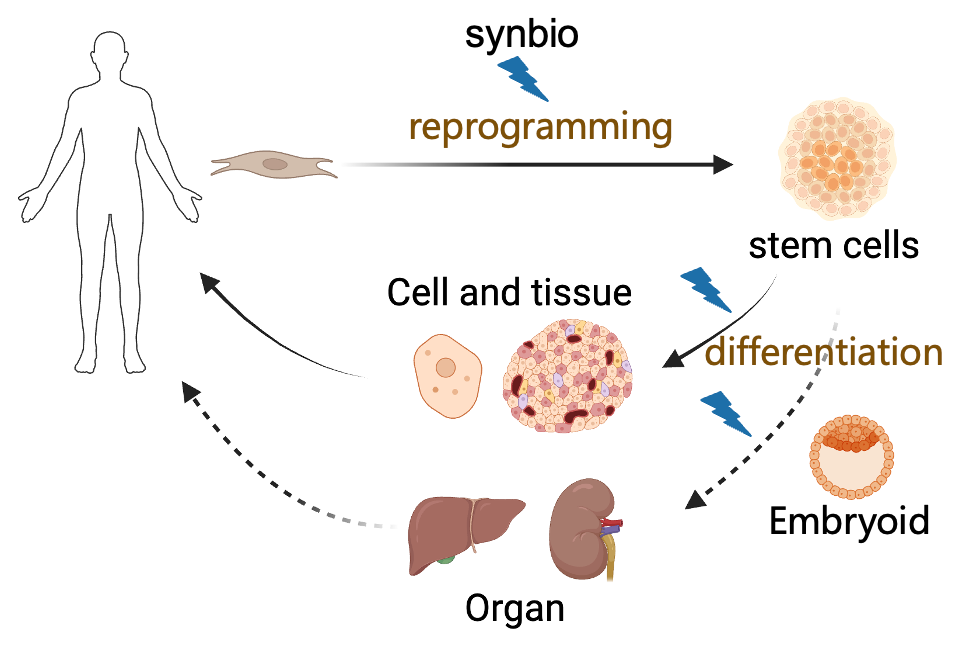 Cell and tissue engineering