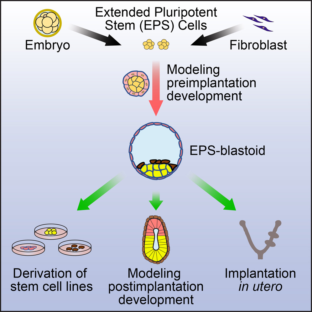 Generation of Blastocyst-like Structures from Mouse Embryonic and Adult Cell Cultures