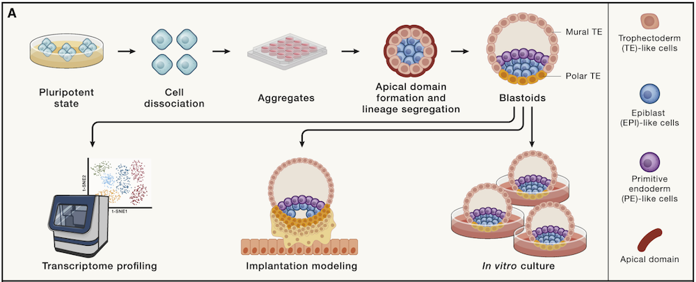 Time matters: Human blastoids resemble the sequence of blastocyst development