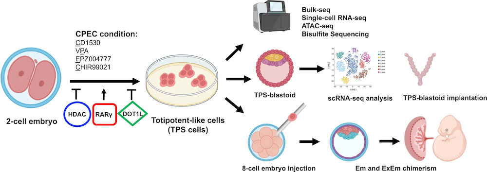 Towards capturing of totipotency