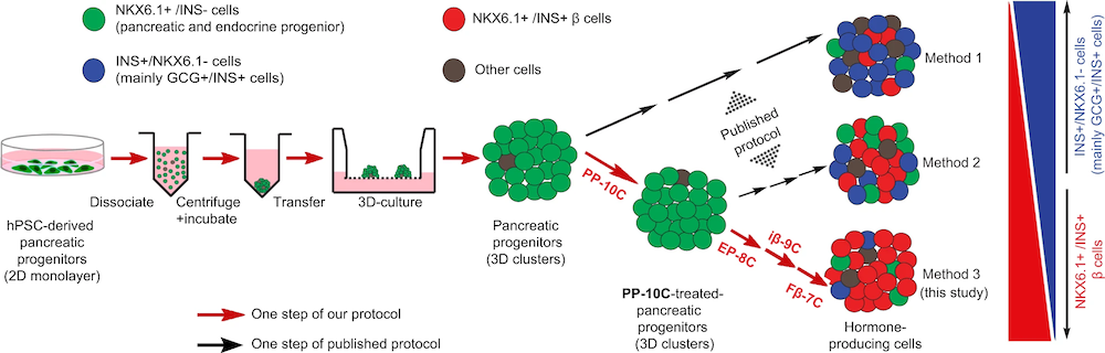 Chemical combinations potentiate human pluripotent stem cell-derived 3D pancreatic progenitor clusters toward functional β cells