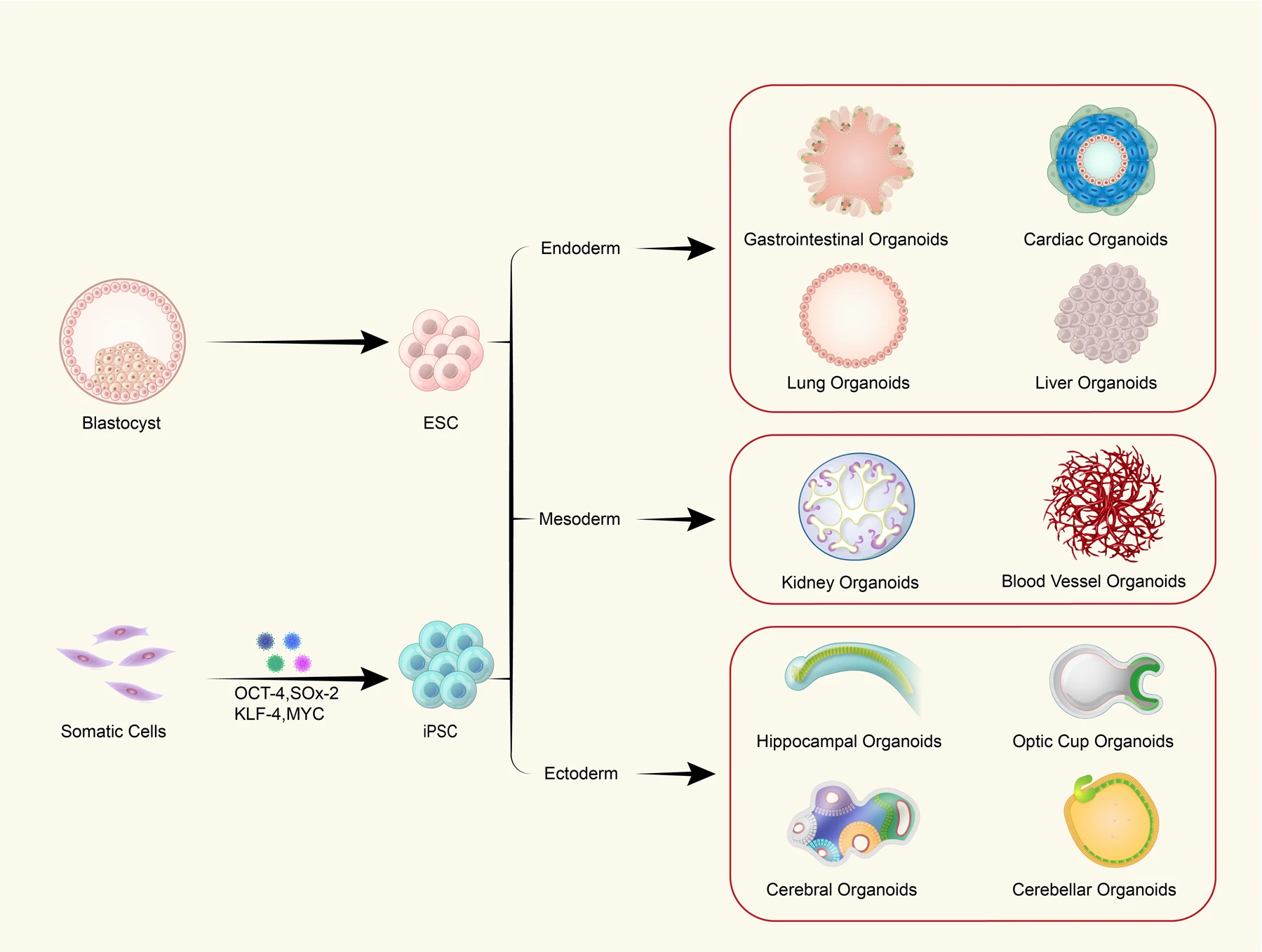 stem cell and orgnanoids