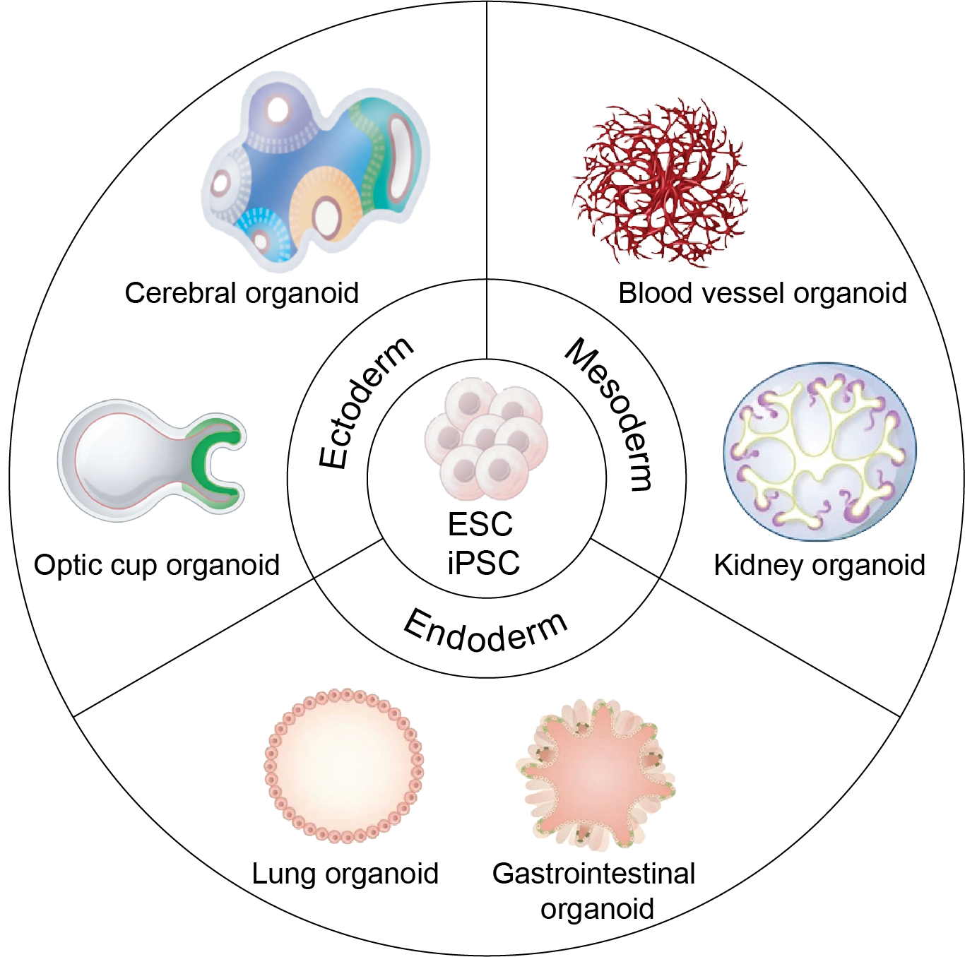 stem cell and orgnanoids